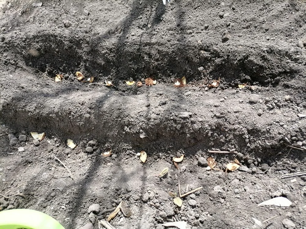 Посадка чешуек лилий в 2021-м, фото автора