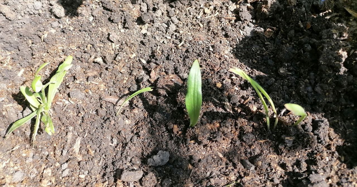 Всходы лилий из чешуек, фото автора