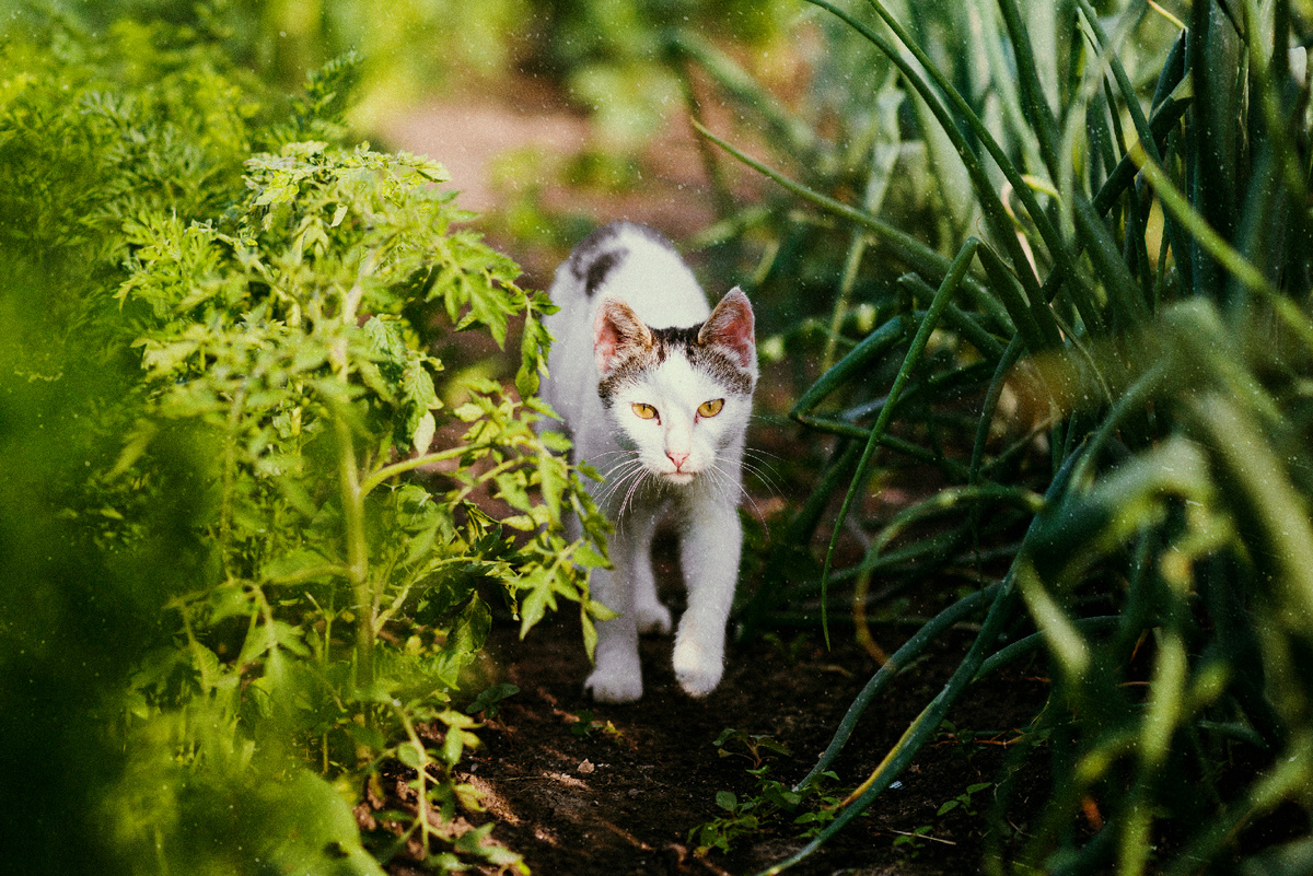 Больше интересного в нашем Telegram-канале! https://t.me/grand_prix_pet_food 