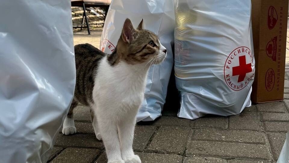    Фото со страницы председателя Курского отделения Российского Красного Креста Алексея Гапонова