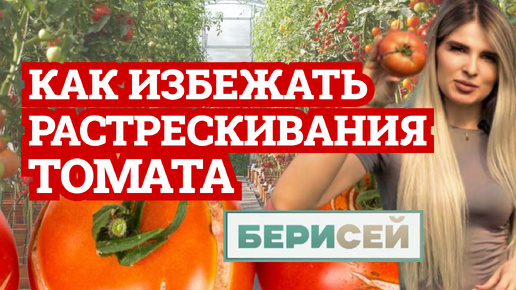 🍅 Почему растрескивается томат / Три основные причины трещин на томате и как их избежать 🍅