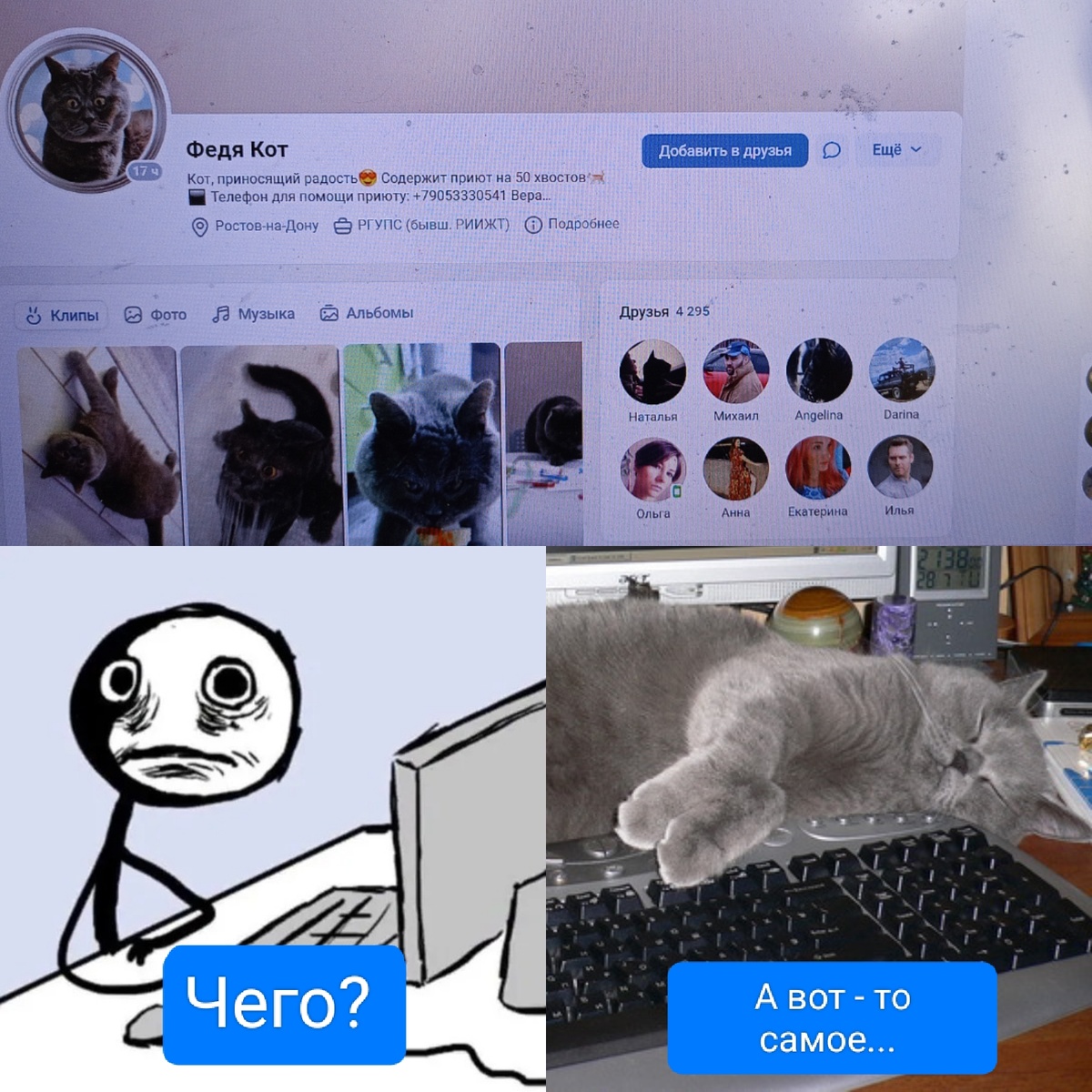 Говорят, знаменитый кот Федя свою страничку в ВК ведет лично сам.