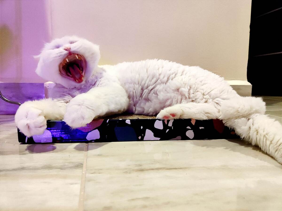 "А, вернулись блудные хозяева? Ну, проходите, сейчас слушать будете, что я о вас думаю!" - кот Самбус (фото из личного архива)