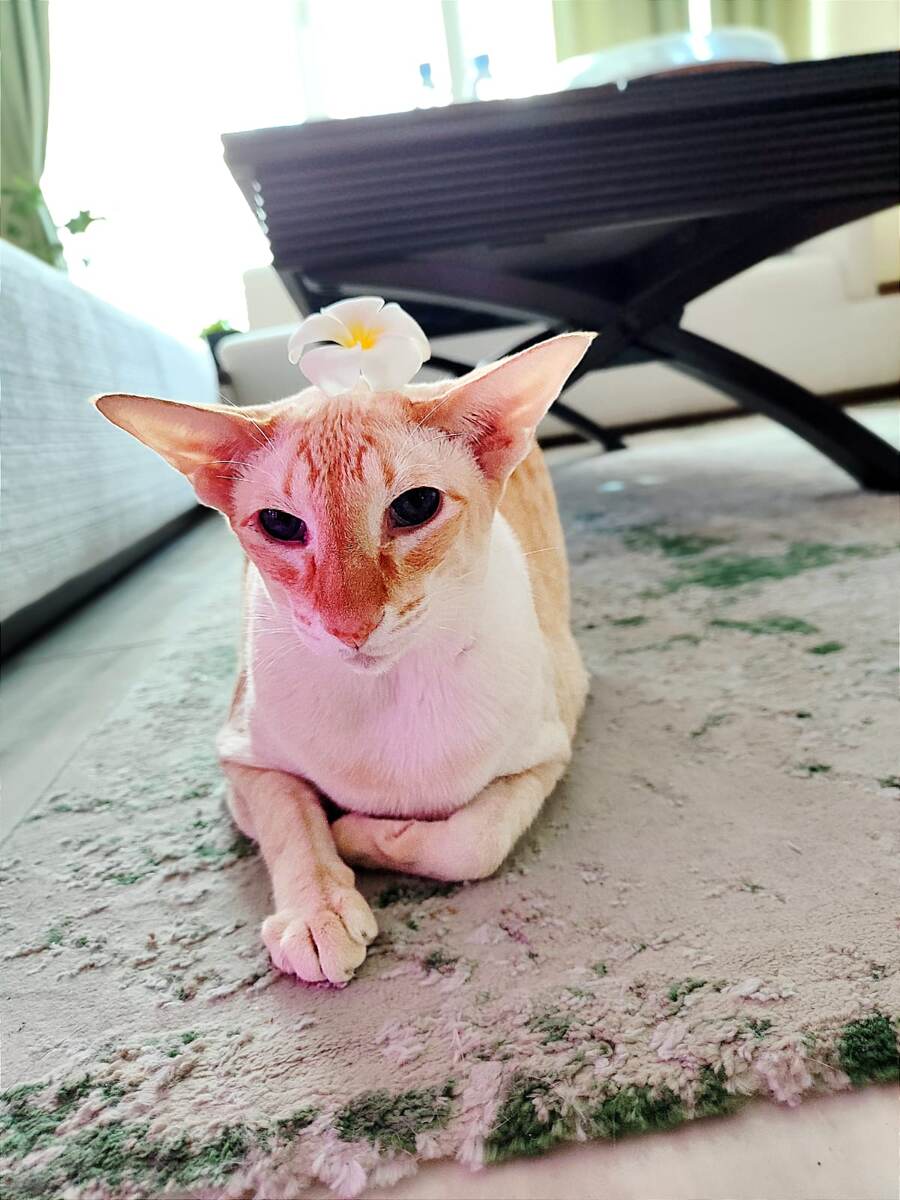 Тутанхамон с цветочком (фото из личного архива)