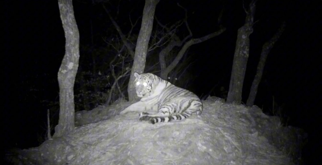    Фото: нацпарк "Земля леопарда"