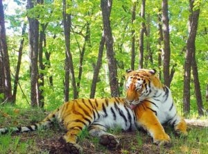    Фото: нацпарк “Земля леопарда”