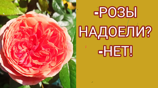 Надоели РОЗЫ? Нет!