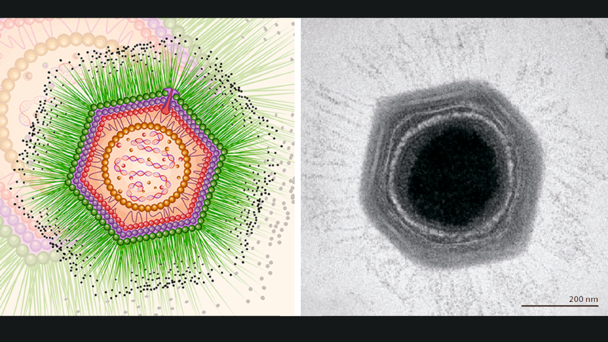 Структура мимивируса (слева) и его электронная микрофотография (справа). Источник: promegaconnections.com
