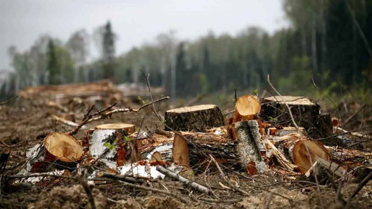 За незаконную рубку в Тверской области трое мужчин получили условные сроки