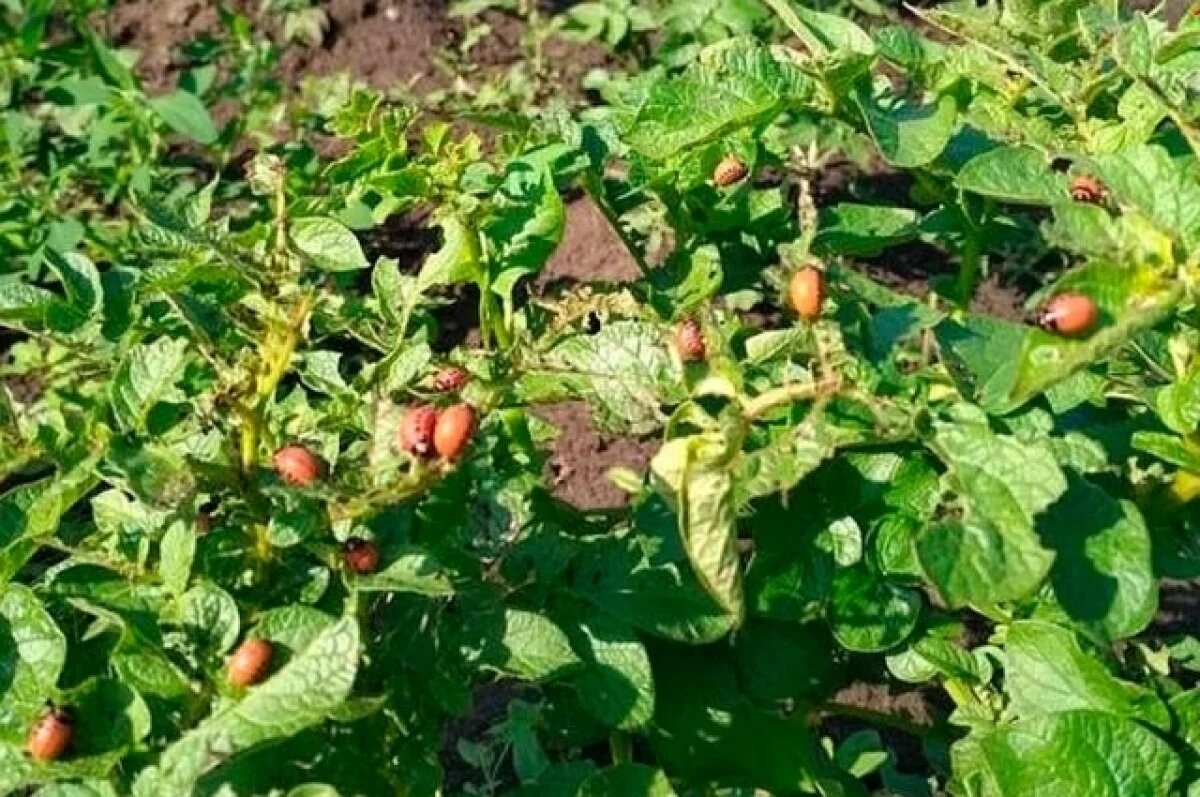    Воронежский учёный рассказал, как можно справиться с колорадским жуком