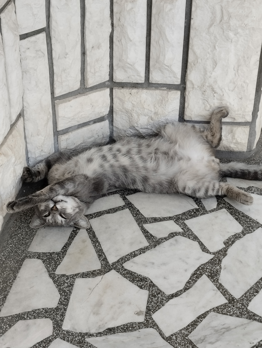 Котику жарко и он решил поваляцца