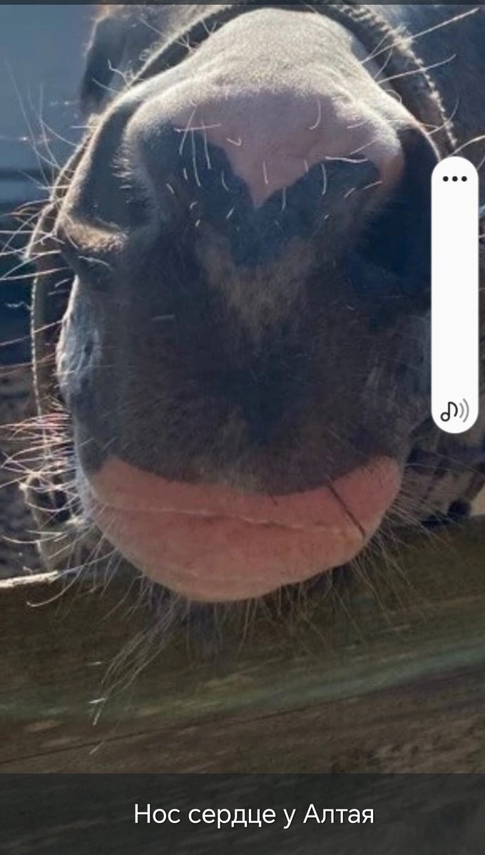 Нос жеребенка Алтая