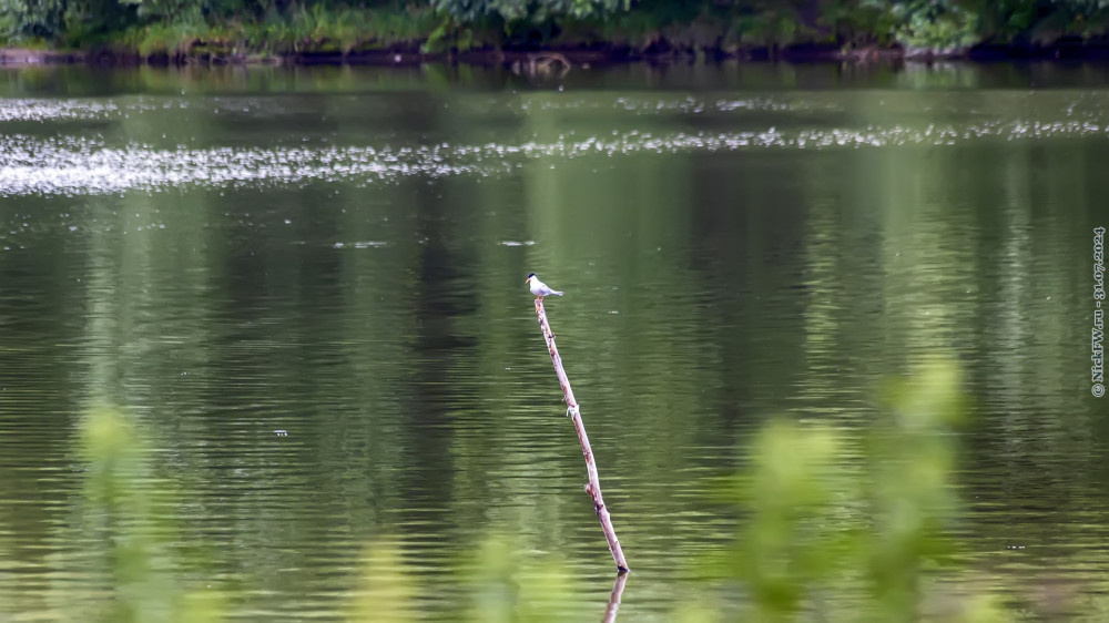 2. Крачка © NickFW.ru — 31.07.2024г.