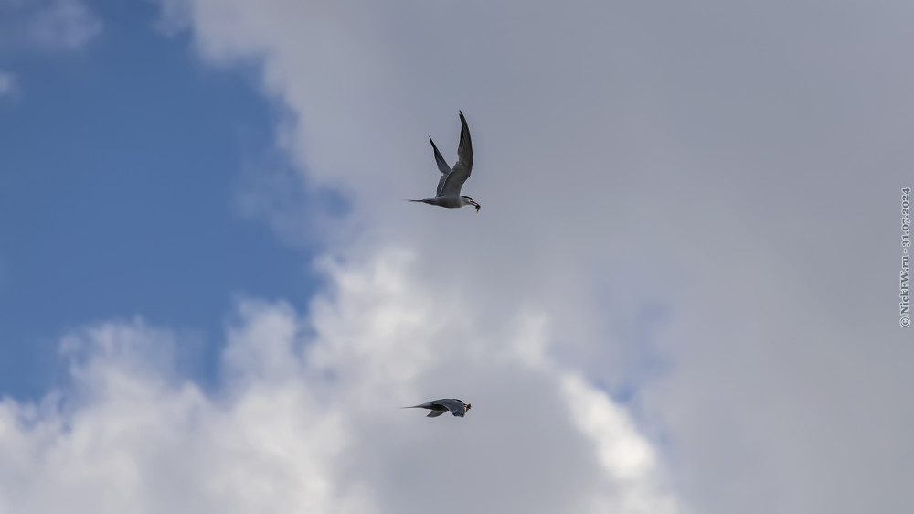 1. Крачки в уловом © NickFW.ru — 31.07.2024г.