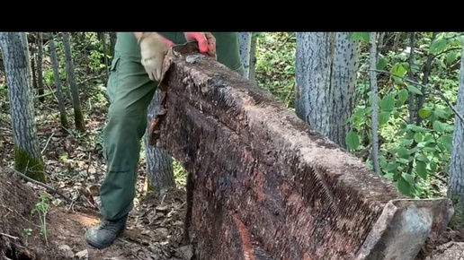 Вывез из леса здоровенный радиатор. ￼