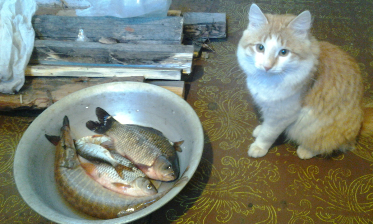 Хорошо-то как! Хозяин с рыбалки вернулся. Вон, какую тарелку рыбы мне наложил. Неужели это все мне? Как же он меня любит! Фото автора.