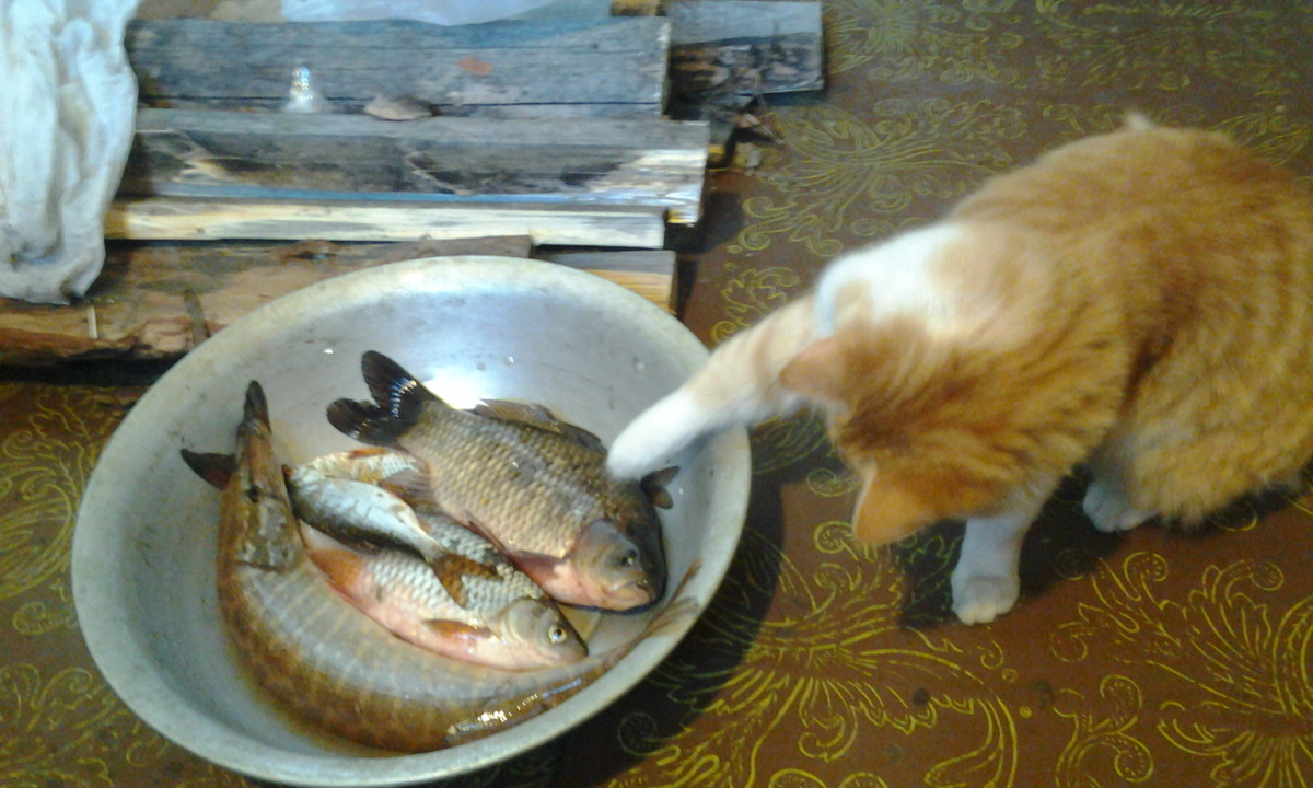 Проверю, потрогаю. Если не мне, то заругаются. А если мне, то промолчат. Фото автора.