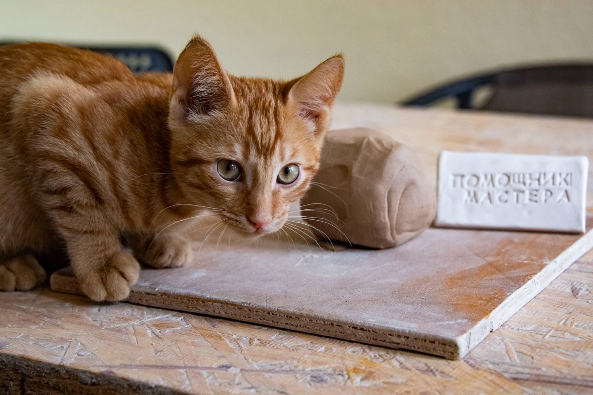 Это же котенок-трудоголик!