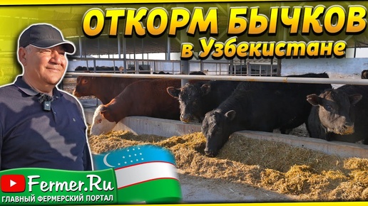 Бизнес по откорму 500 бычков. Абердин-ангус, Микки Маус. Устройство помещения для откорма бычков