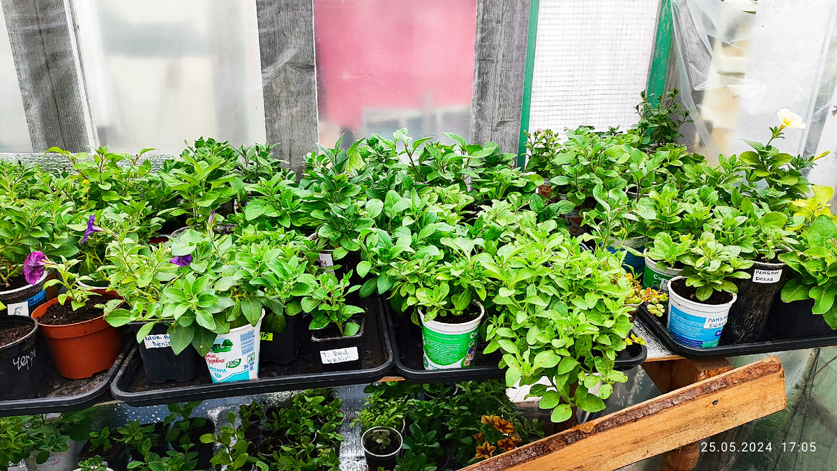 Апрель. Петуния уже в теплице.