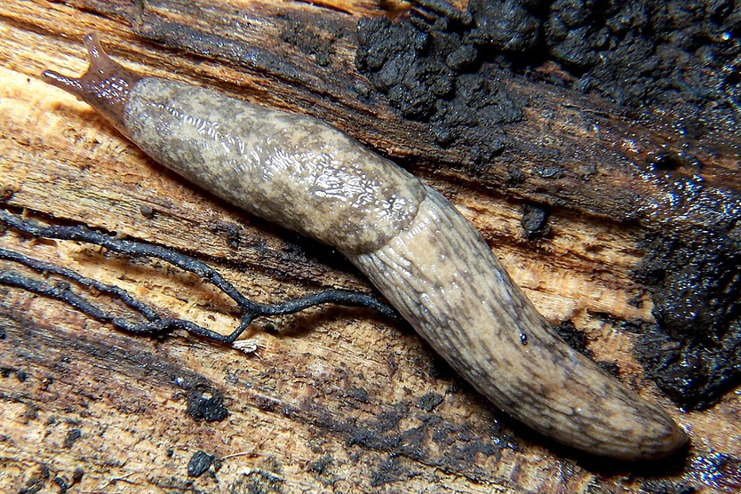 Полевой слизень (Фото: Joseph Berger / Insect Images)1 из 3