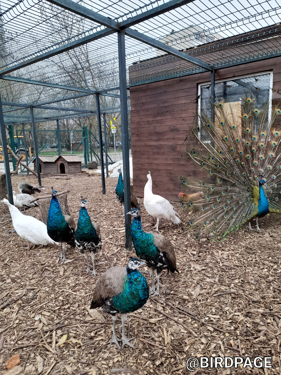 Вы только посмотрите сколько тут этих прекрасных птиц!