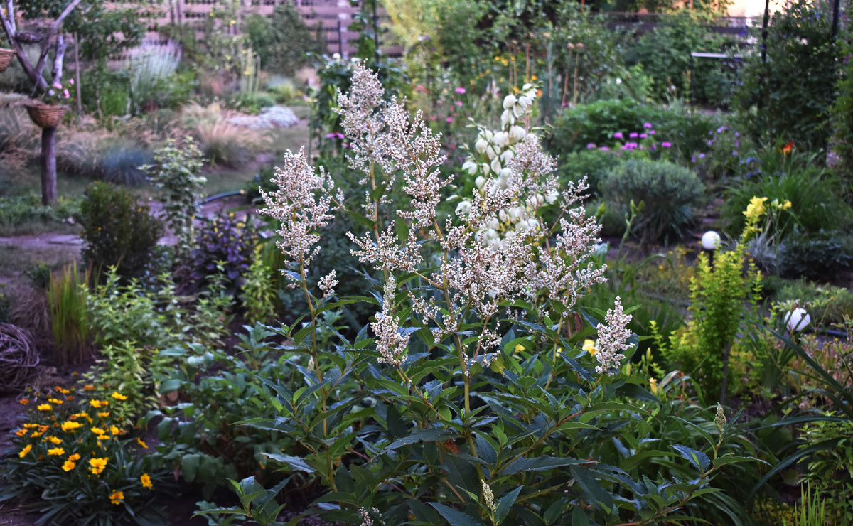 Горец изменчивый в начале цветения