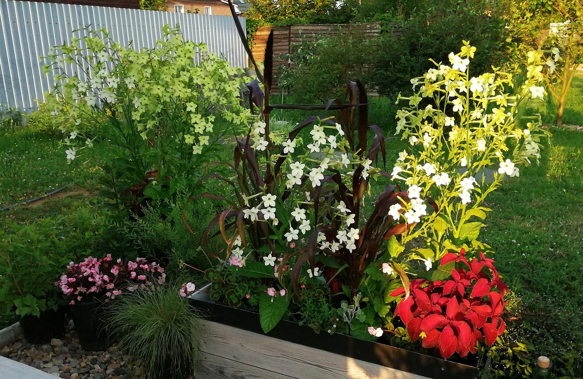 Душистый табак всё лето у нас работал ограждающим элементом для летней террасы, создавал уют и эффект защищённости. 