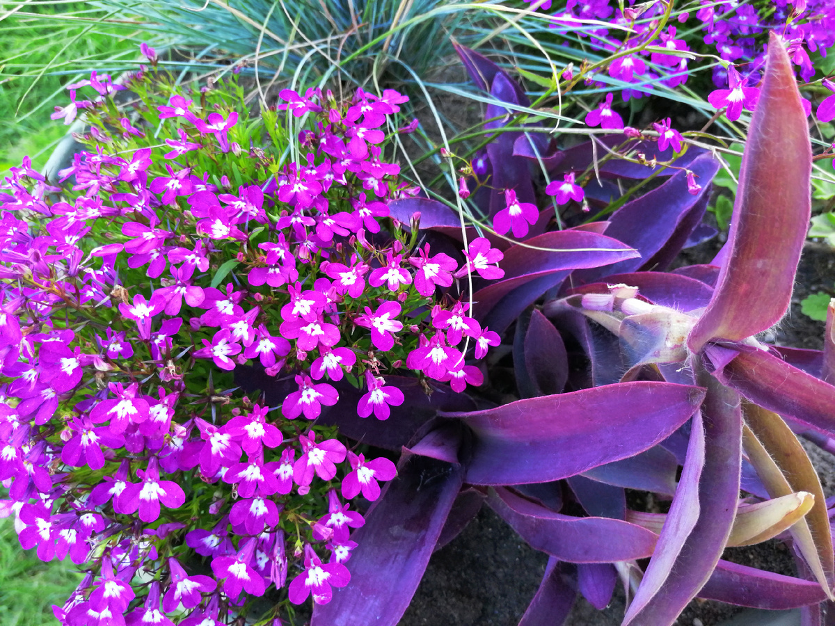 Лобелия в этом году показала свою декоративность намного раньше