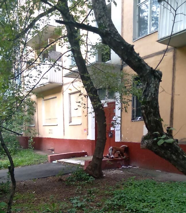 Лошадка грустит. Но она-то как раз никуда и не переехала!