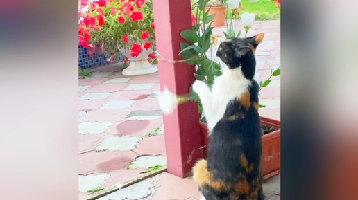 Цветочки понюхала, на качелях покачалась, водички попила 😽 Перед сном все дела переделала 😄