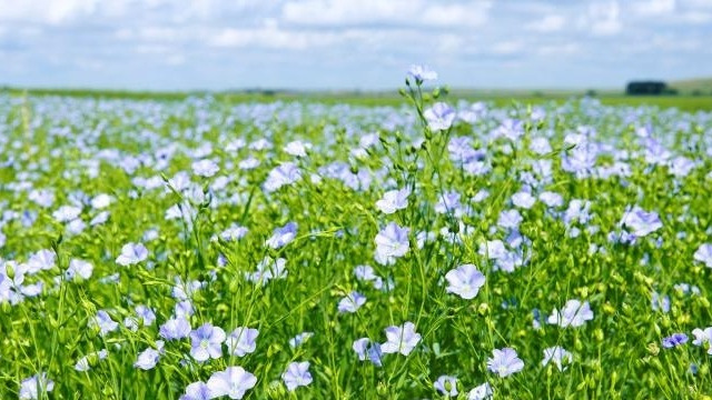 4 сидерата, которыми ежегодно осенью засеваю свой участок – избавил огород от сорняков, повысил плодородие почвы, получаю высокий урожай