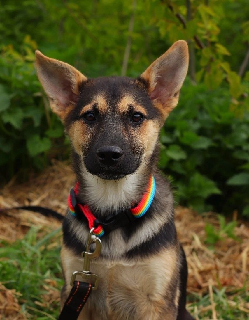 Нэя ищет дом 🏡