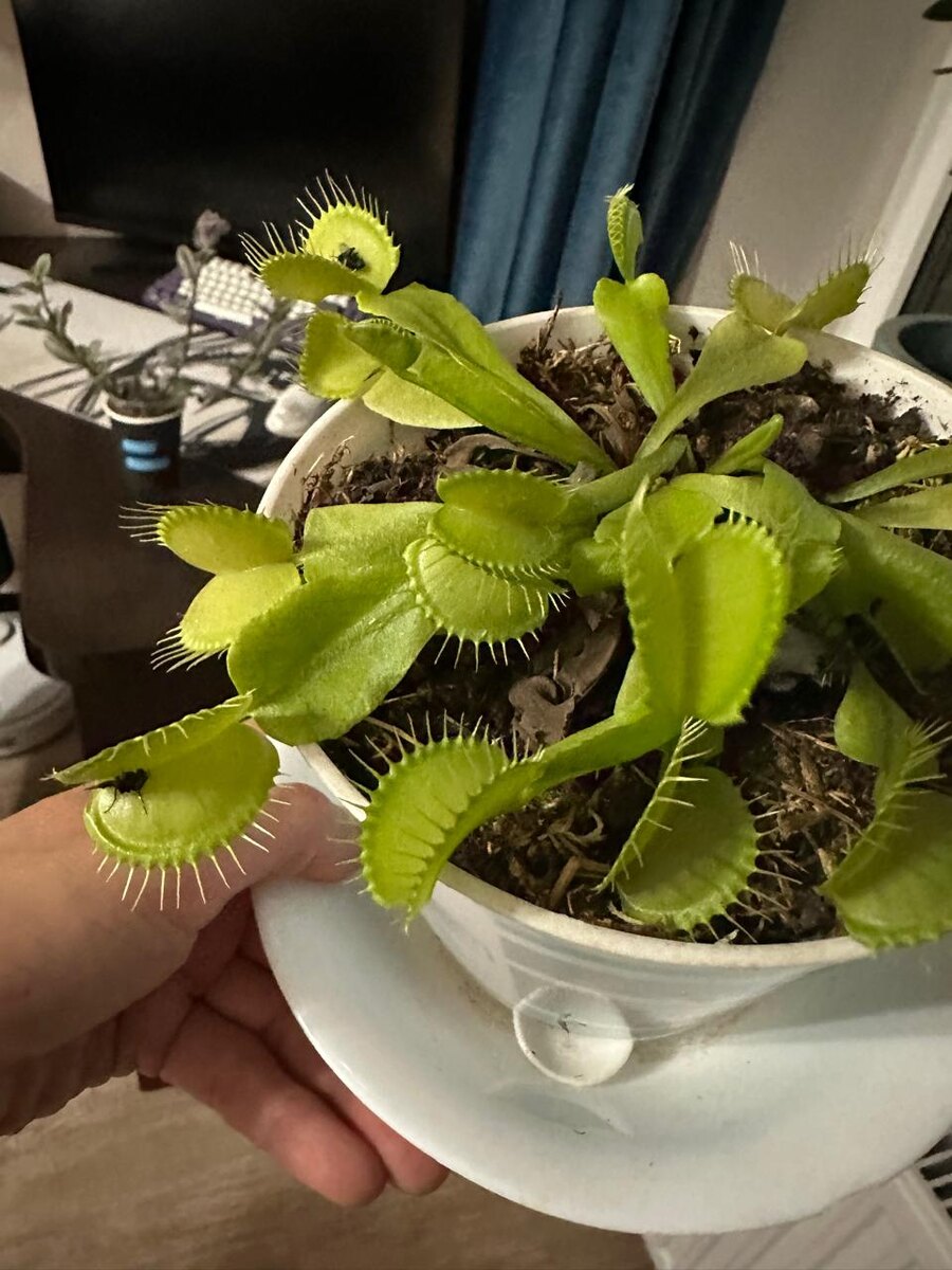 Этот зверь в отсутствие кожаных добывал себе пищу самостоятельно