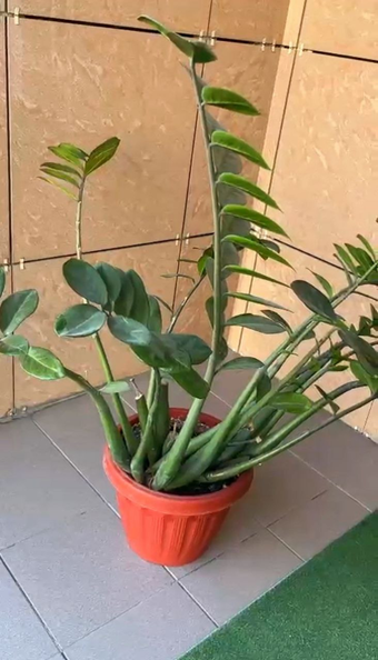 Замиокулькас, которому нужна помощь