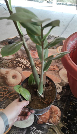 Замиокулькас с плохим грунтом 