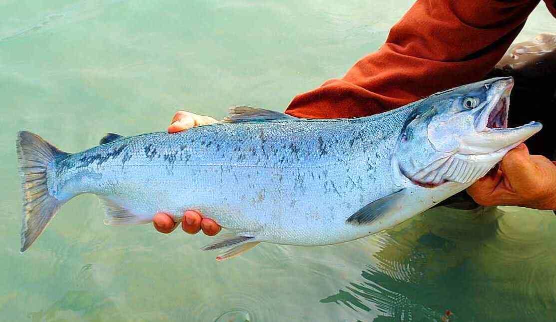 Фото лосося