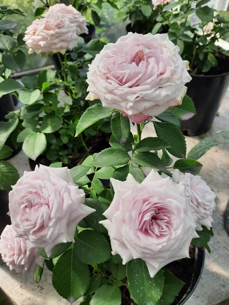 Роза-спрей Стерлинг Сенсейшн. Все фотографии в статье мои