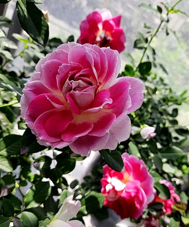 Роза-флорибунда Спарклинг Раффлз