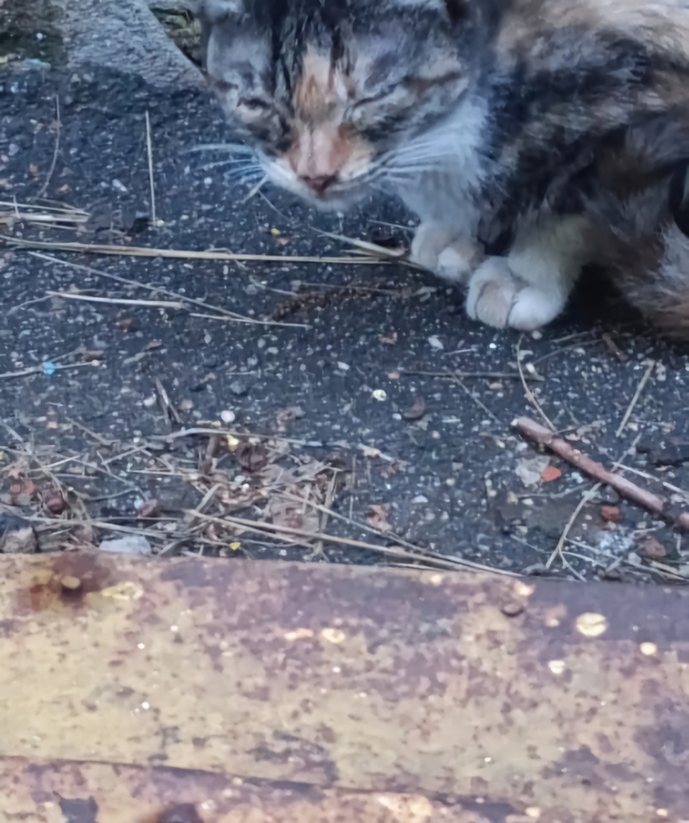 Фото автора. Сидела днями на улице.