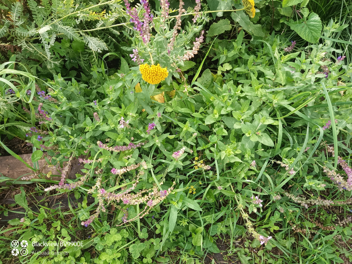 Типа шалфей 