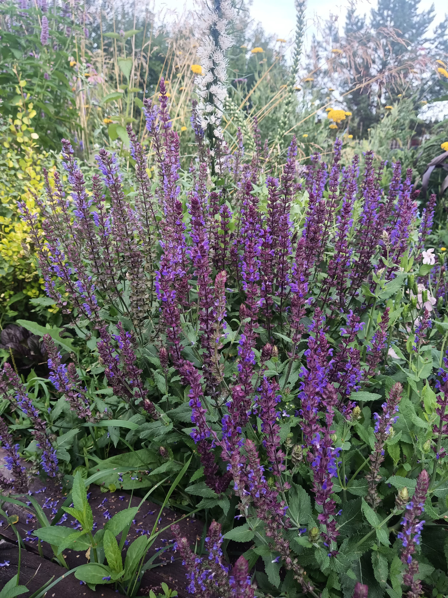 Нормальный шалфей