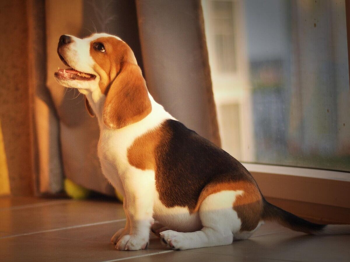    Бигль© Pixabay / Gasanov_Igor