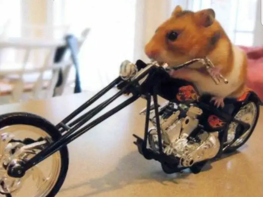 Bike ride 3d hamster хомяк хамстер