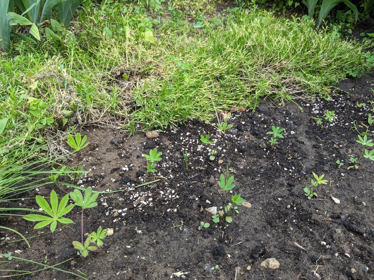 Сеянцы люпинов