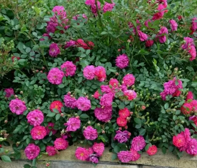 Любой постаревший куст розы можно омолодить 