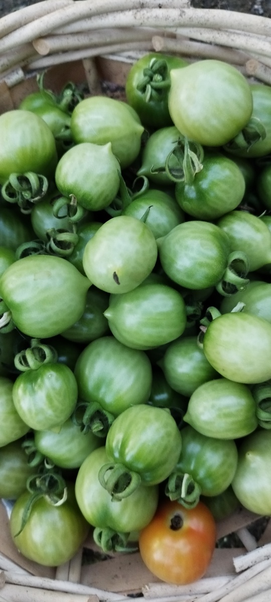 Мое богатство) 