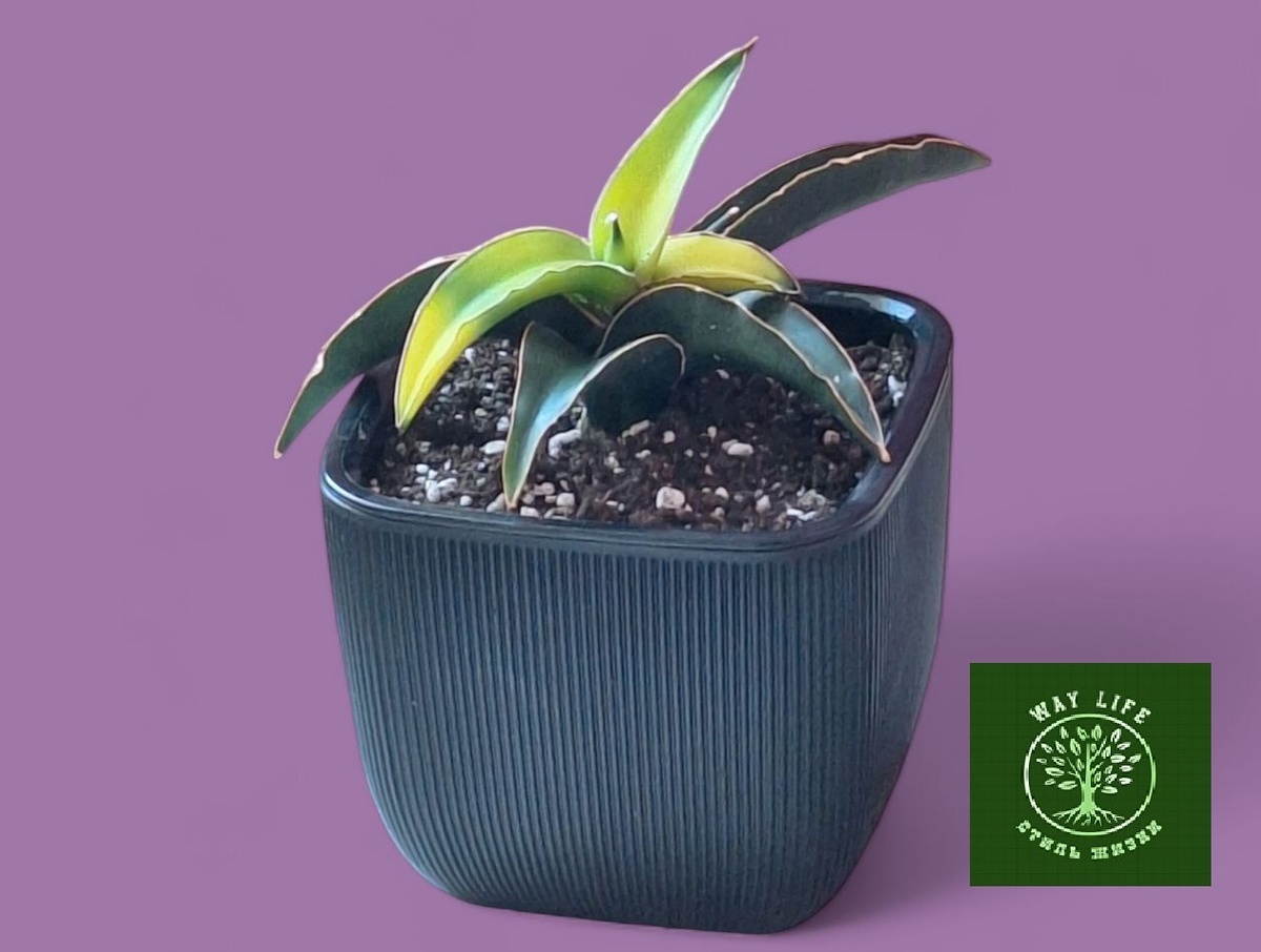 Фото автора. Квадратное пластиковое двойном кашпо с автополивом черного цвета d14. Почва многокомпонентная, способная удерживать влагу и отводить излишнюю от корней, способствует обеззараживанию почвы, и насыщает воздухом. Позволяют почве оставаться надолго рыхлой.