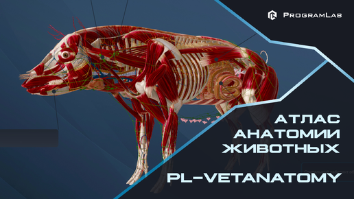 ИНТЕРАКТИВНЫЙ АТЛАС АНАТОМИИ ЖИВОТНЫХ PL-VETANATOMY