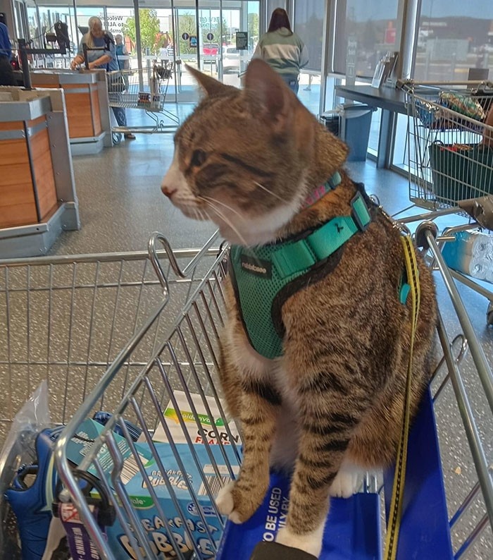 Оказывается, бывает, супермаркет Aldi в Канберре, Австралия. Фото из fishki.net